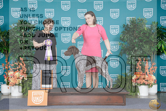 German Shorthaired Pointer #506 Wed RChpCh Judge Jennifer Landers_WP_7177e_ UKC Premier 2026