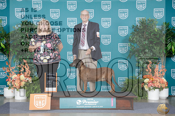 Bavarian Mountian Hound #667 Fri RCH Judge Helena Engelauf_WP_8030e_ UKC Premier 2026