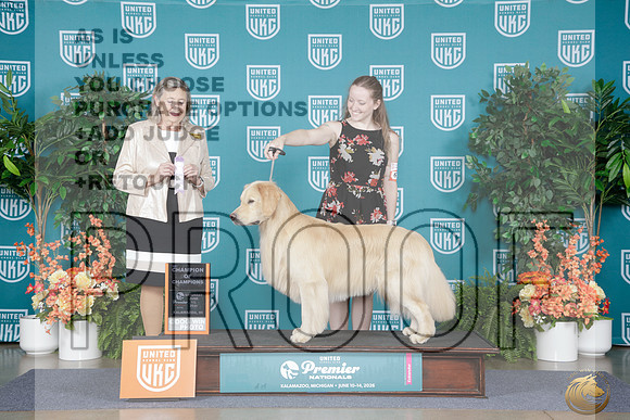Golden Retriever #626 Sat ChoCh Judge Denise Simenauer_WP_8476e_ UKC Premier 2026