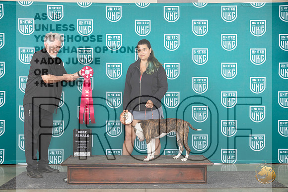 American Pit Bull Terrier #103 Wed BF Judge Cindy Sanders__JP_0581_Premier_2024_HR3