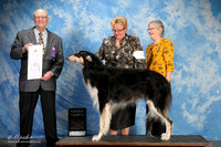 Borzoi #9 Fri G4