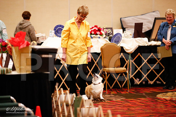 _JJ_7327-HstnCorgiFeb2015-HR3