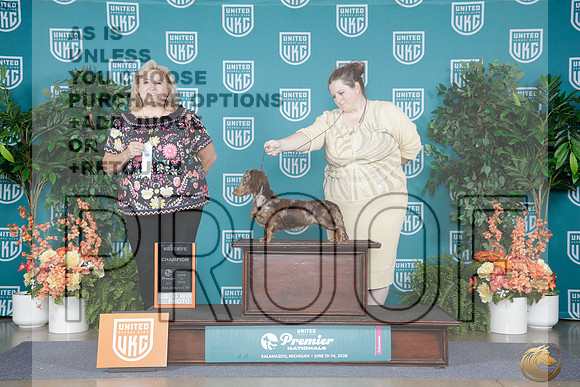 Dachshund Long #1113 Fri RCH Judge Helena Engelauf_WP_8058e_ UKC Premier 2026