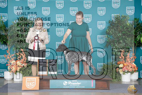 German Shorthaired Pointer #121 SAt TD CHoCH Judge Denise Simenauer_WP_8825e_ UKC Premier 2026