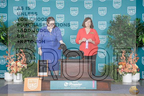Dachshund Smooth #1015 Sat GCH Judge Sandra Phillips_WP_8422e_ UKC Premier 2026