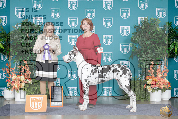 Great Dane #1191 Fri BOB Judge Denise Simenauer_WP_8243e_ UKC Premier 2026