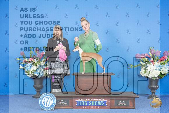 Italian Greyhound #12 FRI OHG1 Judge Angela Pickett__JP_9436_Houston_2024_HR3