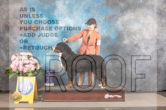 Bernese Mountain Dog #6 THUR BOW Judge Karen McFarlane_MJ_4233_Houston_2022_HR3