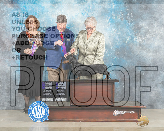 Dachshund Smooth #20 Sat WB Olvis Thurs WB Muthard-_MJ_1866e_Midland_2023-HR3