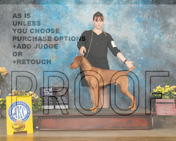 Vizsla #15 Sun BOBOHBOBOHG3 Judge Betty Pollock-MMJ_1199e-NWARK2022-HR3