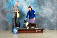 Cardigan Welsh Corgi #10 Sun G3 Judge Jon Cole