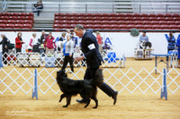 Belgian Sheepdogs Sat Ring