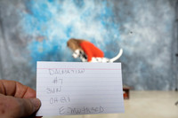Dalmatian #7 Sun OHG1 Judge Elizabeth Muthard
