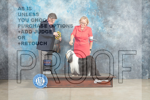 Tibetan Terrier #6 Sun RBIS Judge Charles Olvis_MJ_2936_Midland2023_HR3