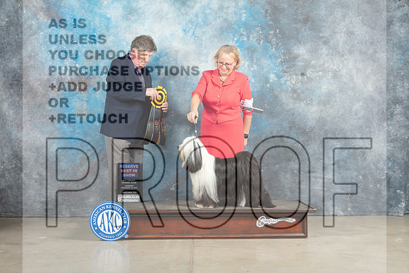 Tibetan Terrier #6 Sun RBIS Judge Charles Olvis_MJ_2940_Midland2023_HR3
