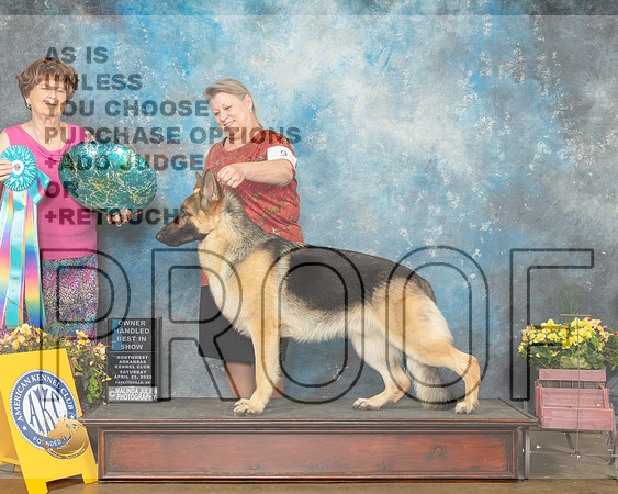 German Shepherd Dog #9 Sat OHBIS Judge Carol Jean Nelson-MMJ_0938-NWARK2022-HR3