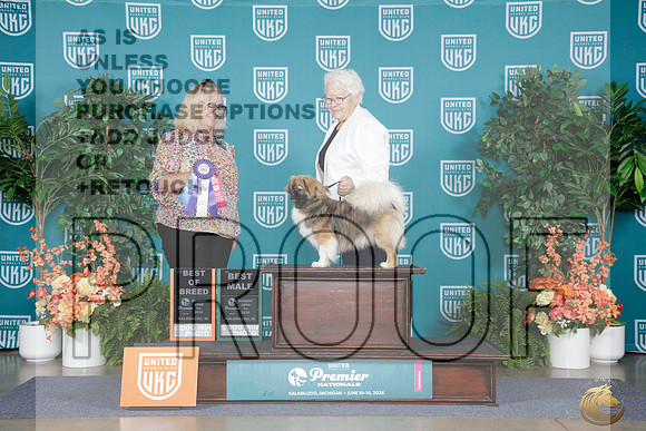 Tibetan Spaniel #619 Sun WD BOW Judge Penni Jackson_WP_8956e_UKC Premier 2026