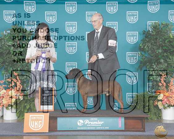 Bavarian Mountian Hound #666 Sunn BOB Judge Diana Allen_WP_9355e_UKC Premier 2026