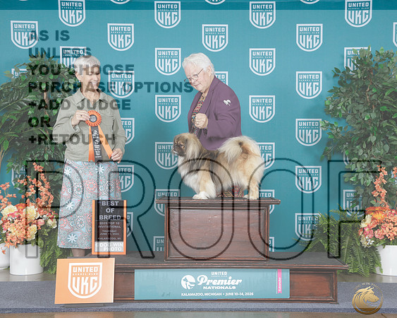 Tibetan Spaniel #380 Thurs BOB Judge Mary Lynn Jensen_WP_7546_UKC Premier 2026