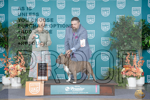 American Bully #225 Thurs AOM Judge Mary Lynn Jense_WP_7410e_UKC Premier 2026
