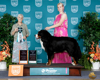 Eva Pullen UKC Premier 2026