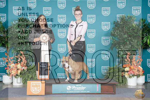 American Bully #430 Wed BF CH Judge Michelle Blackowl_WP_9763e_UKC Premier 2026