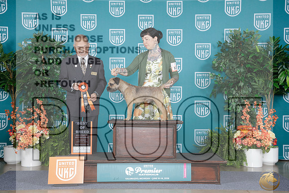 Border Terrier #532 Thurs BOB Judge Stan Matsumoto_WP_7347e_UKC Premier 2026