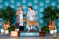 Alisha Spikberg UKC Premier 2026