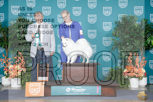 American Eskimo #598 Thurs AOM Judge Joseph Allen_WP_7398e_UKC Premier 2026