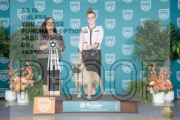 American Bully #434 Wed RBM Judge Michelle Blackowl_WP_9753e_UKC Premier 2026