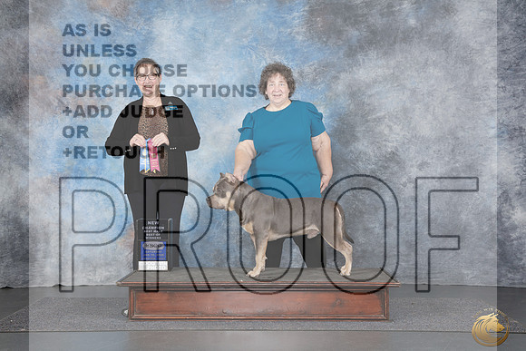 American Bully #323 Sat BOW NC Judge Polly Dake-Jones_WP_4419e_UKC Longview Jan 2026