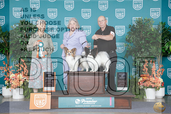 Papillon #647 Thurs BOB AOM Judge Mary Lynn Jensen_WP_7467e_UKC Premier 2026