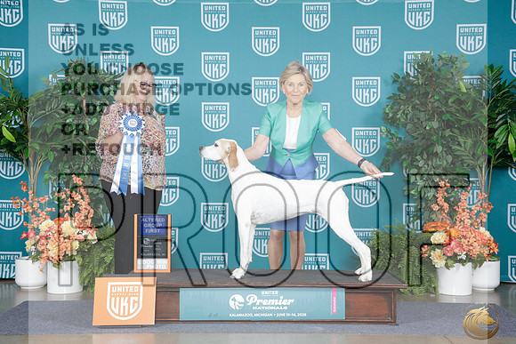 Pointer #356 Sat Alt G1 Judge Pei Jackson_WP_8587e_UKC Premier 2026