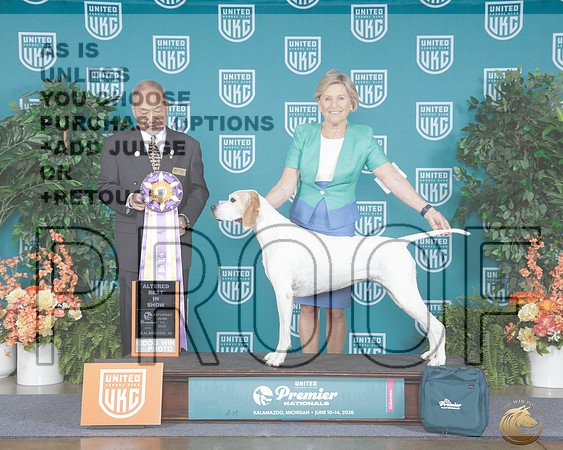 Pointer #356 Sat Alt BIS Judge Stan Matsumoto_WP_8722e_UKC Premier 2026