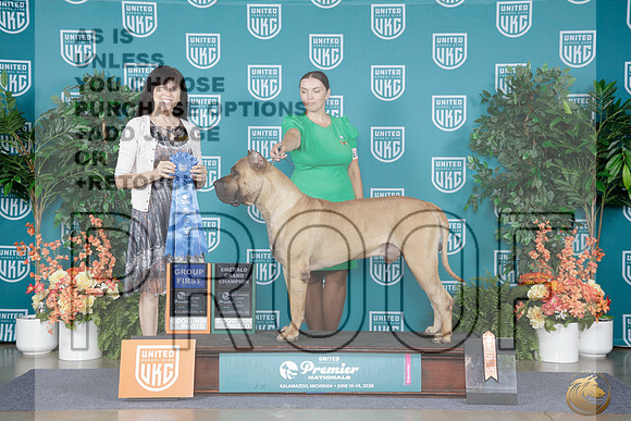 Perro de Pressa Canario #1078 Sat G1 Diana Allen_WP_8731e_UKC Premier 2026