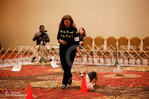 _JJ_7664-HstnCorgiFeb2015-HR3