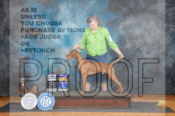 Vizsla #5 Fri BOBBOWWDCH Judge Suzae Dillin__JP_7086_MARSHALL_2024_HR3