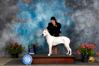 Dogo Argentino #6 Fri OHG2 Judge Paul Willhauck