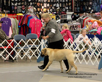 BullMastiff 9-12 Puppy Bitch Sweepstakes PROOFS FW Mar 2012