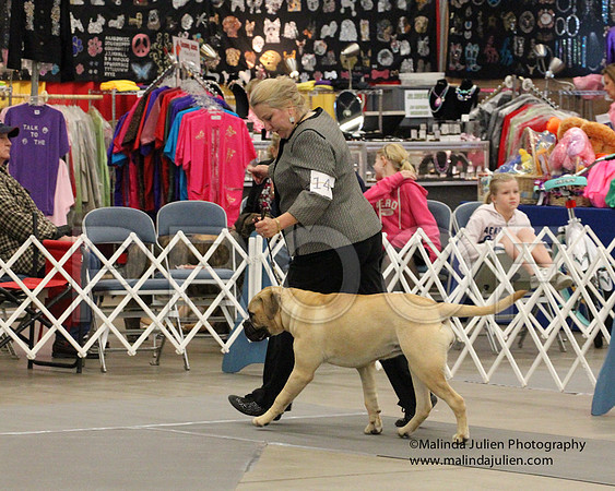 9-12PupSweeps-8802
