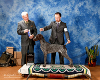 German Shorthaired Pointer #21 Sun BOW New Ch +A2
