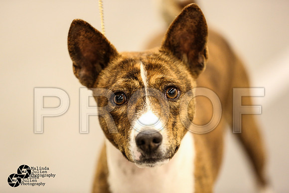 Bas-Hound Group Ring Sat-4