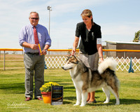 Alaskan Malamute #5 Fri BOB Rubenstein Arlene Howard Judge Ken Murray