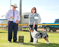 Australian Shepherd #10 Fri BOW Jenkins Emma and Leon B Goetz Judge John Wade