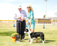 Border Collie #6 Fri BOS Brown Holly and Paula Holcomb Judge John Wade