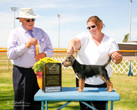 Border Terrier #7 Fri BOB Muller Cindy and Kimberly yonk Judge John Wade