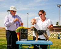 Border Terrier #8 Fri Maj BOS Muller Cindy and Kimberly Vonk Judge John Wade