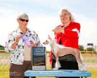 Chinese Crested #14 Fri WB Conan Nina Judge Anne Katona