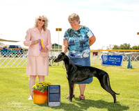 Greyhound #12 Fri BOB Summerhill Elaine Judge Sulie Greendale Paveza