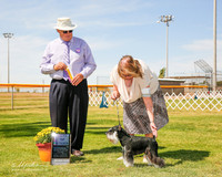 Miniature Schnauzer #5 Fri BOB Christensen Jill and Deborah Luckie Judge John Wade